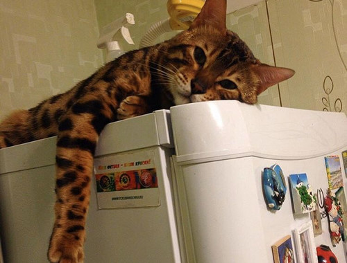 ALMAZ in sorrow. He was tired of trying to open the refrigerator.