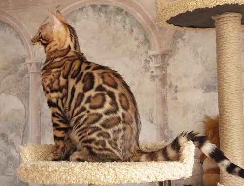 Inguz - just a sweetheart, what a bengal tomcat