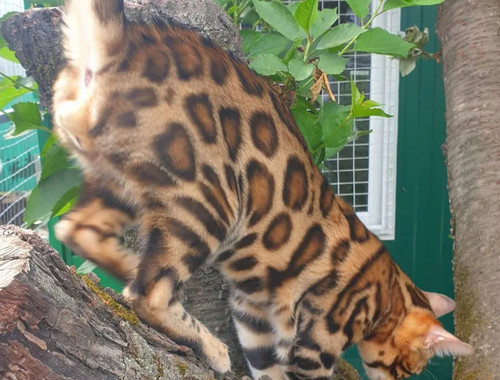 Chili imitates a leopard in nature
