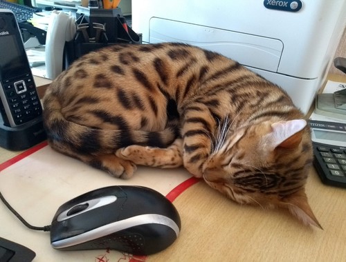 Dina is tired of working in the office and is resting in the workplace