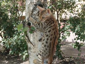 Линда (кошка)