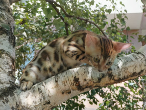 Лика (кошка)