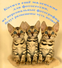 Лика (кошка)