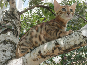 Локи (кот)