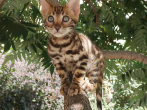 Mars (the tomcat)