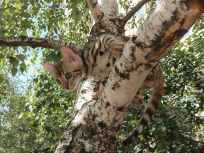 Лексус (кот)