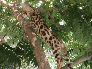 Молния (кот)
