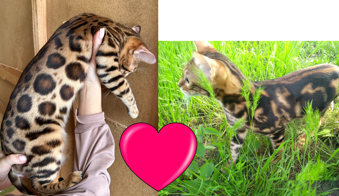 Бенгальская кошка Бэтти (питомник ЮШЕРУС) и бенгальский кот Alex vip leopard
