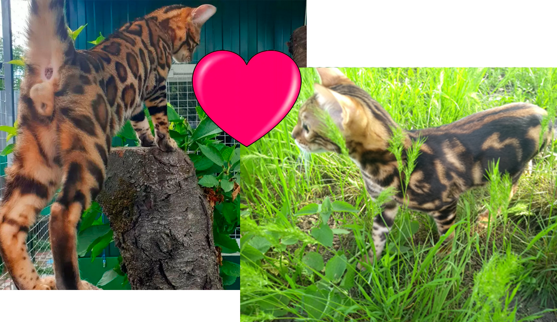 Бенгальская кошка Бэтти (питомник ЮШЕРУС) и бенгальский кот Chili Talurel