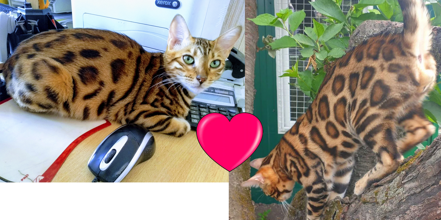 Бенгальская кошка Дина (питомник ЮШЕРУС) и бенгальский кот Chili Talurel
