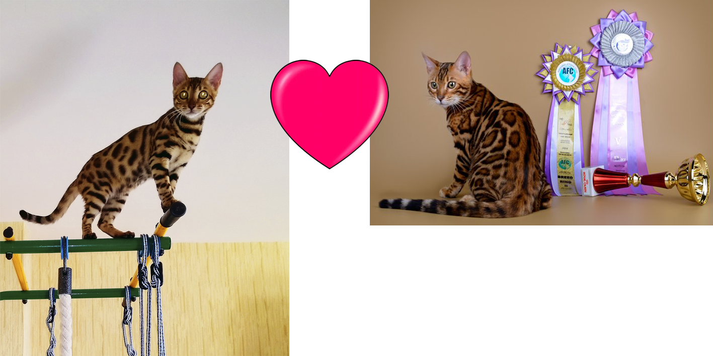 Бенгальская кошка Дина (питомник ЮШЕРУС) и бенгальский кот Brockenmoor Inguz (ОЛК ИРБИС)