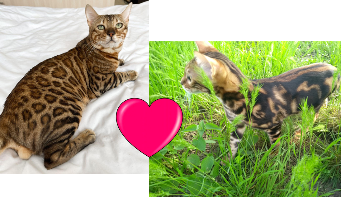 Бенгальская кошка Бэтти (питомник ЮШЕРУС) и бенгальский кот Oskar Lenuar