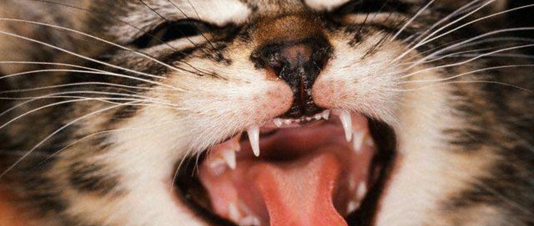 Change of teeth in a kitten