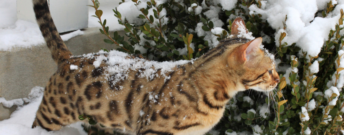 Bengal Cat Breed Standards (FARUS system)