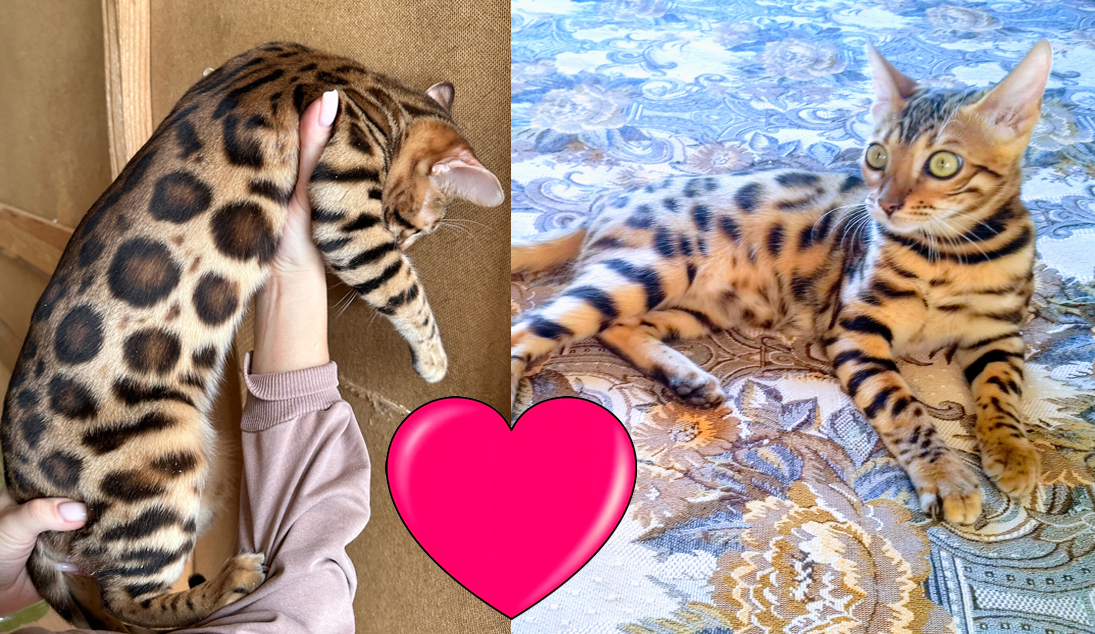 Бенгальская кошка Дина (питомник ЮШЕРУС) и бенгальский кот Alex vip leopard