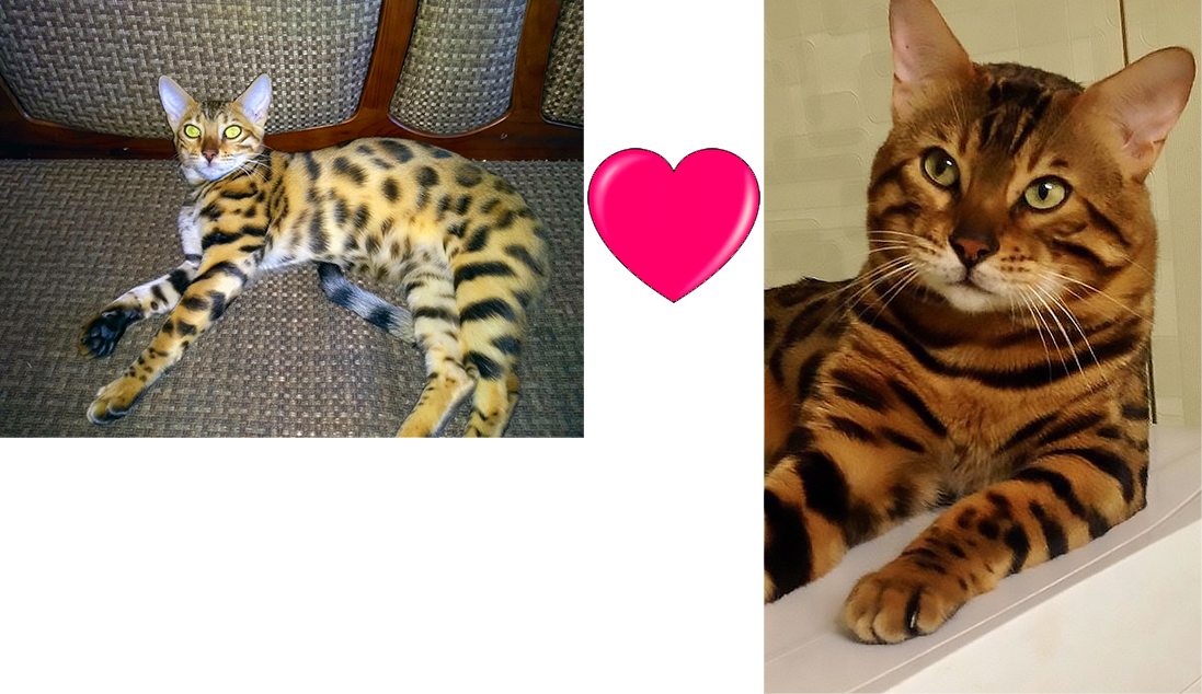 Bengal pussycat DINA (cattery YUSHERUS) and a Bengal tomcat ALMAZ (society of cat lovers IRBIS)